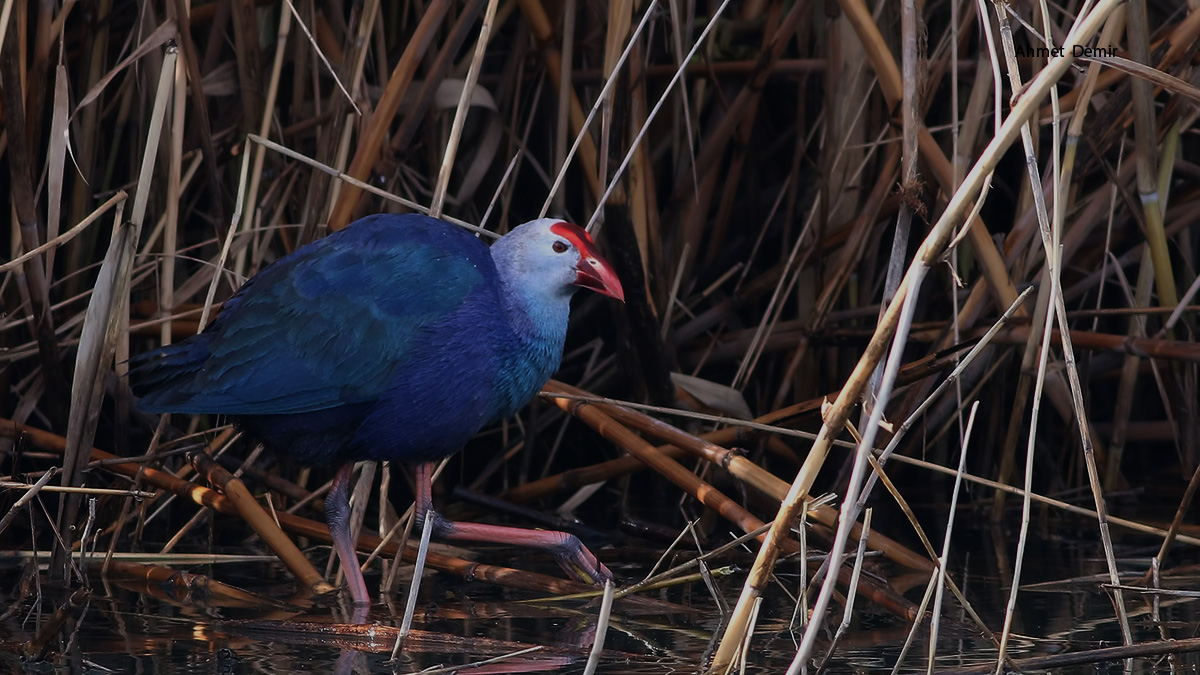 Western Swamphen
